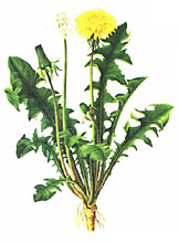 Obrázek “http://leonardo.bolatice.cz/p_clanky/kasingova/lecive_rostliny_pampeliska.jpg” nelze zobrazit, protože obsahuje chyby. Obrázek “http://leonardo.bolatice.cz/p_clanky/kasingova/lecive_rostliny_pampeliska.jpg” nelze zobrazit, protože obsahuje chyby.